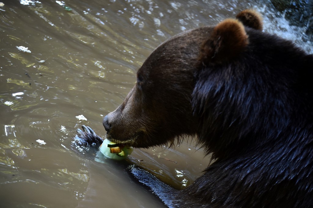 Corte de EE.UU. ratifica prohibición de caza del oso grizzly en Yellowstone