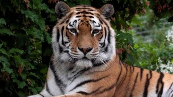 Un tigre mata a cuidadora en un zoológico de Suiza frente a unos visitantes