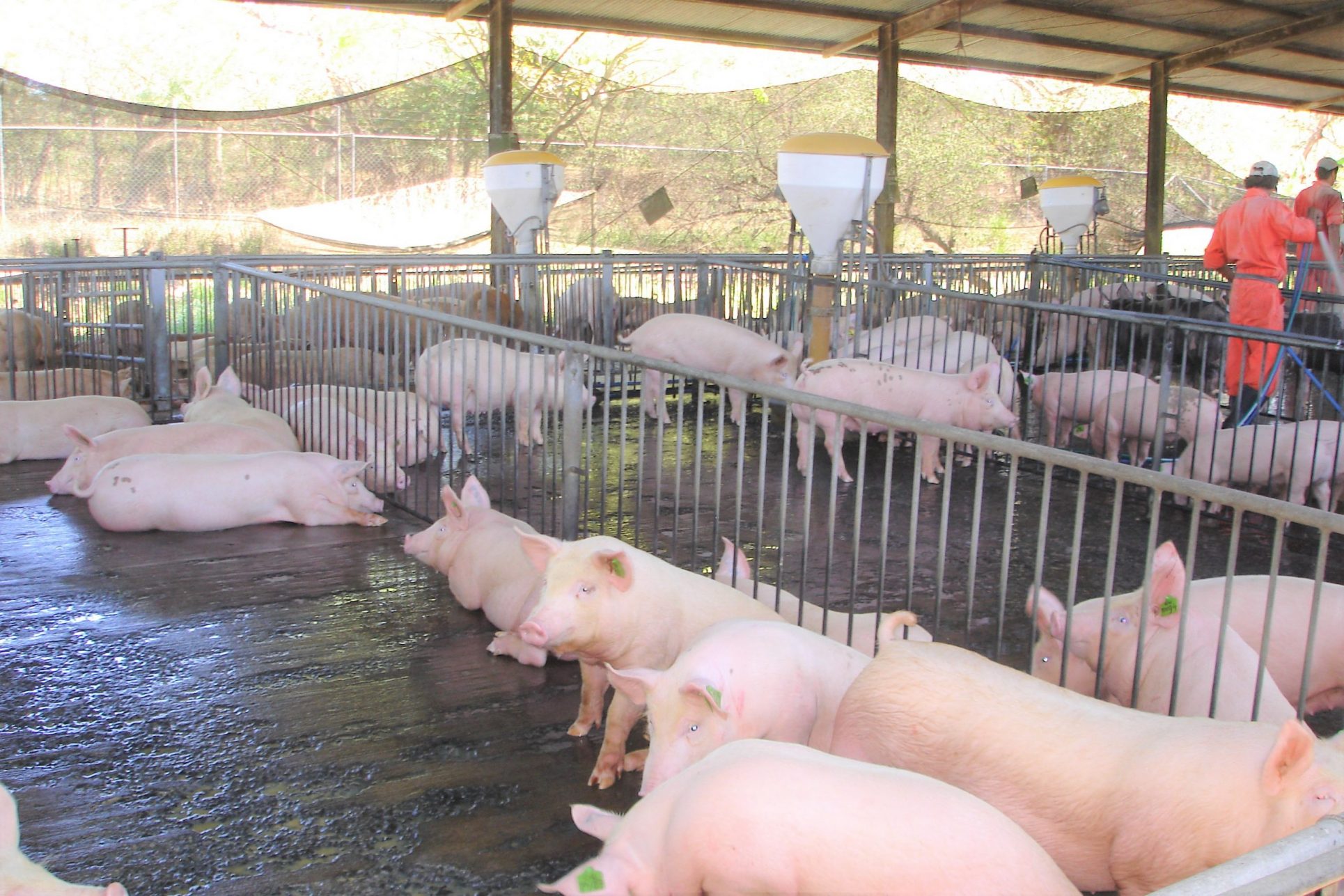 Senasa descarta que gripe porcina se convierta en pandemia e ingrese al país en mercancías