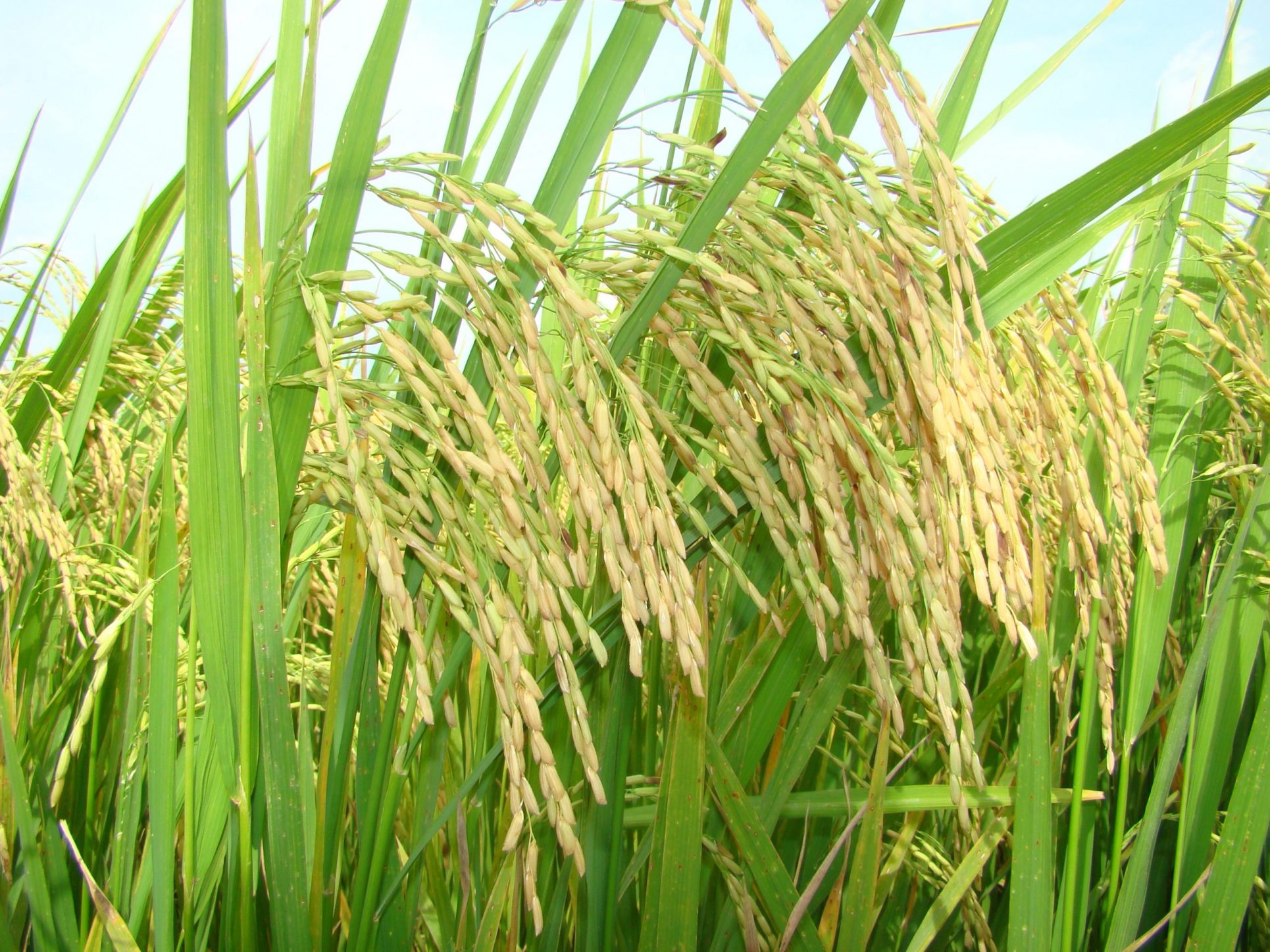 Productores ticos tendrán acceso a variedad de arroz que se obtiene por mejoramiento genético