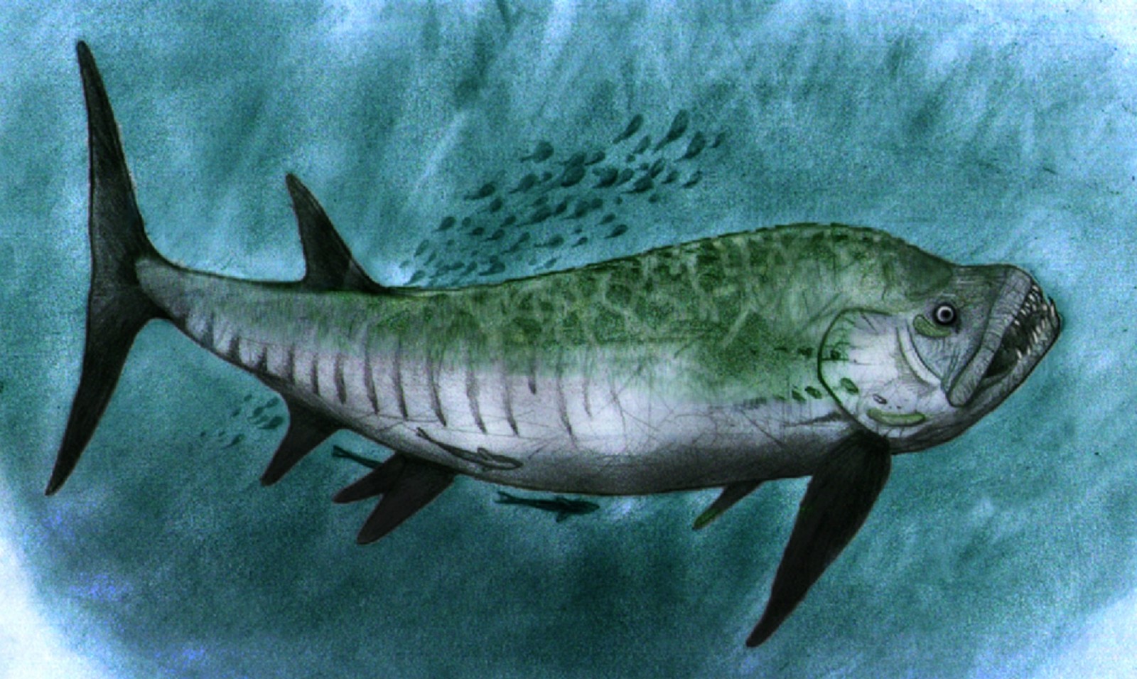 Hallan fósil de pez gigante de 70 millones de años en Patagonia argentina