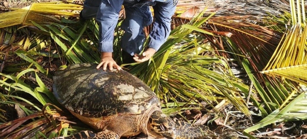 Guardacostas rescatan a tortugas marinas que iban a ser destazadas