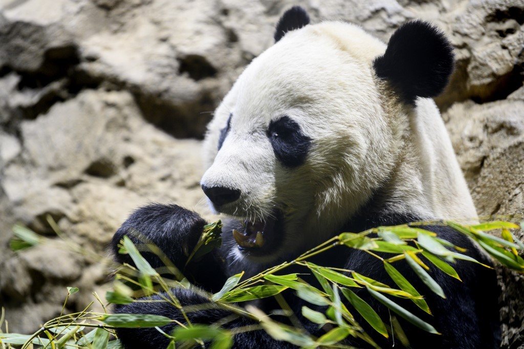 El zoológico de Washington espera el nacimiento de un panda