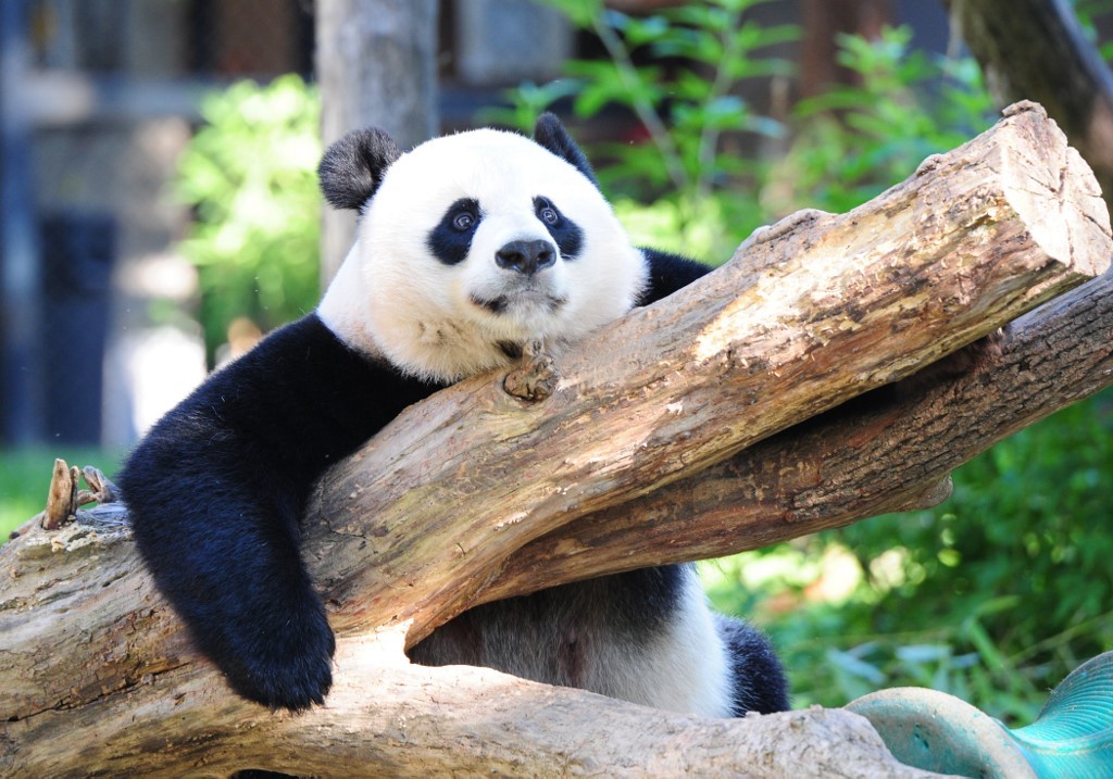 Nace un panda en el zoo de Washington