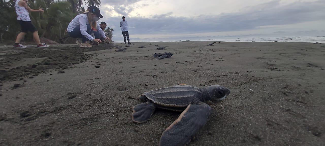 Comunidad protege nidos de tortugas sin refuerzo de policías en playa donde murió Jairo Mora