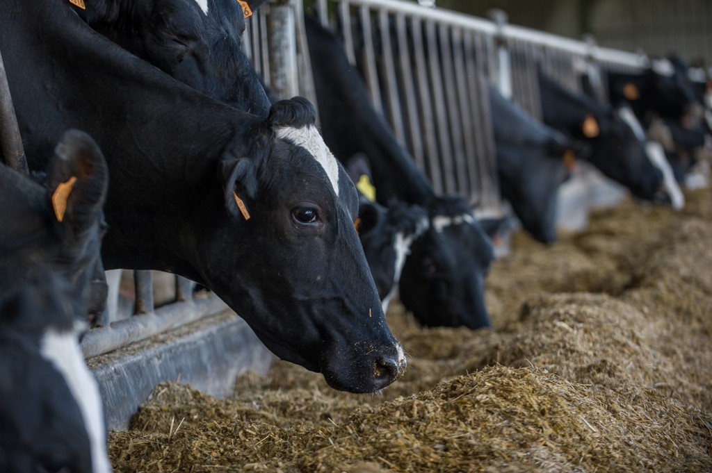 Empresa de lácteos reporta pérdidas de hasta medio millón de dólares ante bloqueo de exportaciones a Panamá