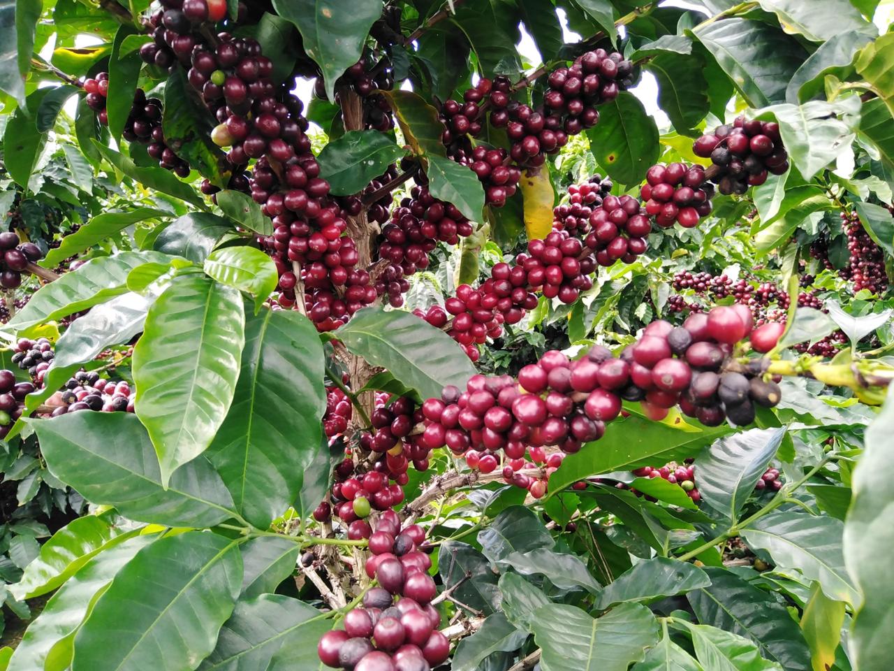 Coopetarrazú suma 227 mil fanegas de café; cosecha termina en marzo