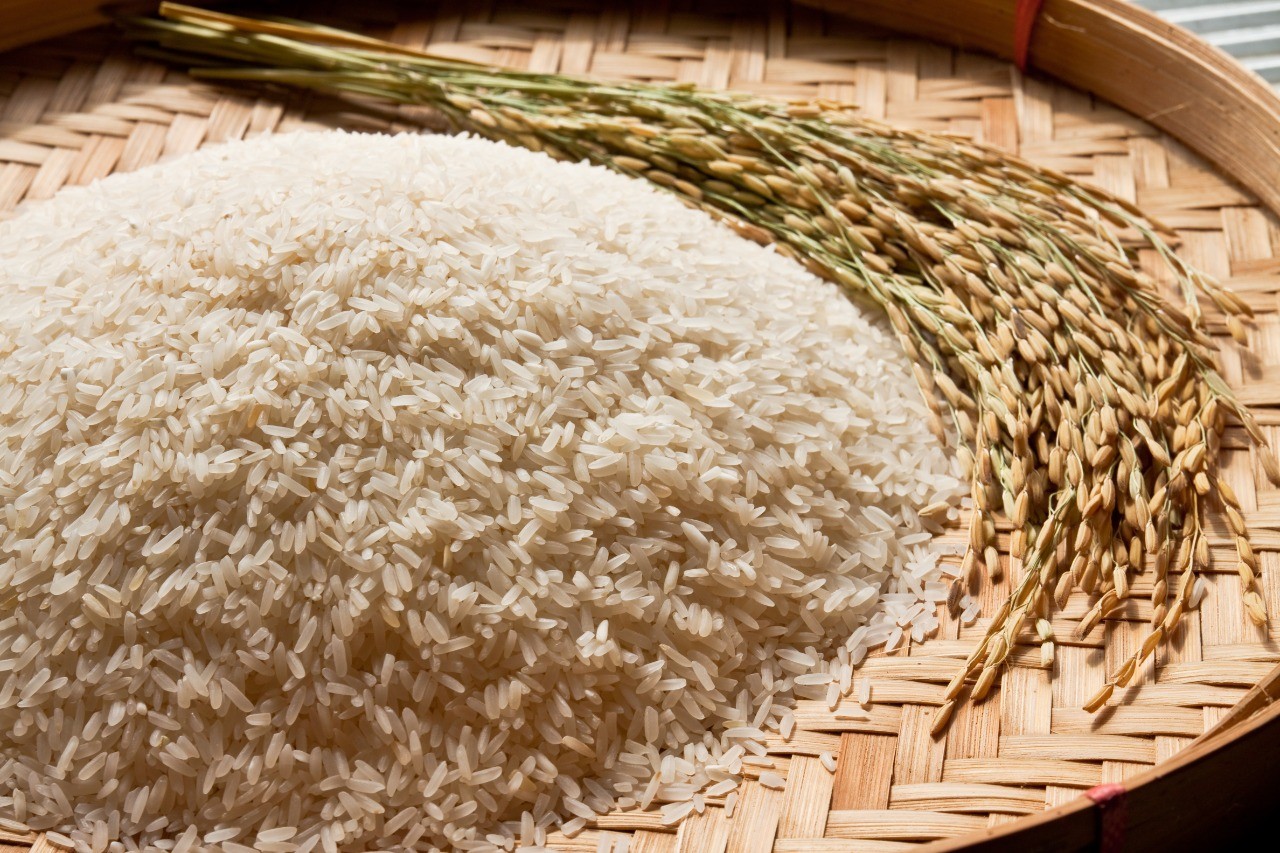 Impuesto de importación del arroz  pasaría del 36% a un máximo del 5% ; Presidente Chaves promete subsidio a pequeños productores