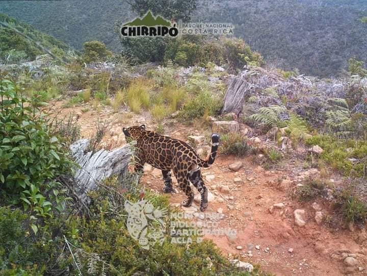 Cámara del Chirripó captó el paso de un jaguar por uno de sus senderos
