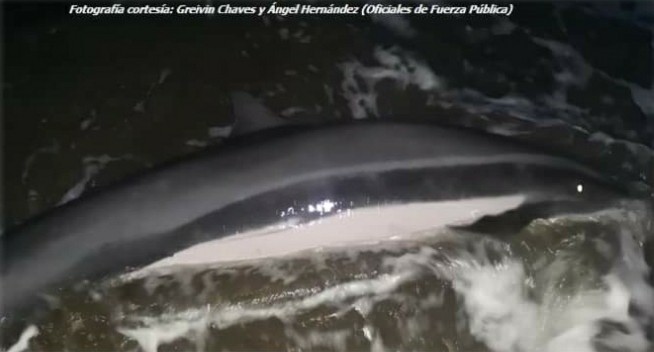 Especie de delfín poco conocida en el mundo encalla en Barra de Tortuguero
