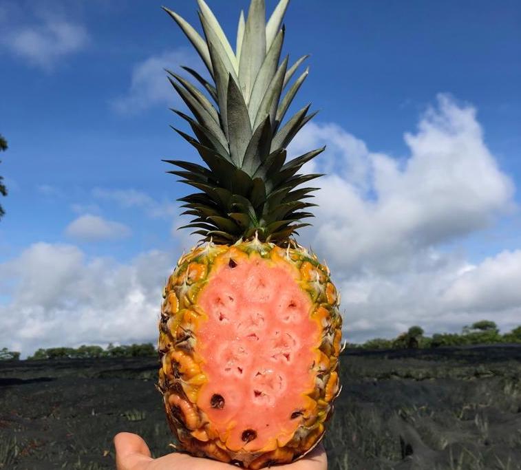 Piña rosada: Las razones de Fresh Del Monte para escoger a Costa Rica en el cultivo de esa fruta