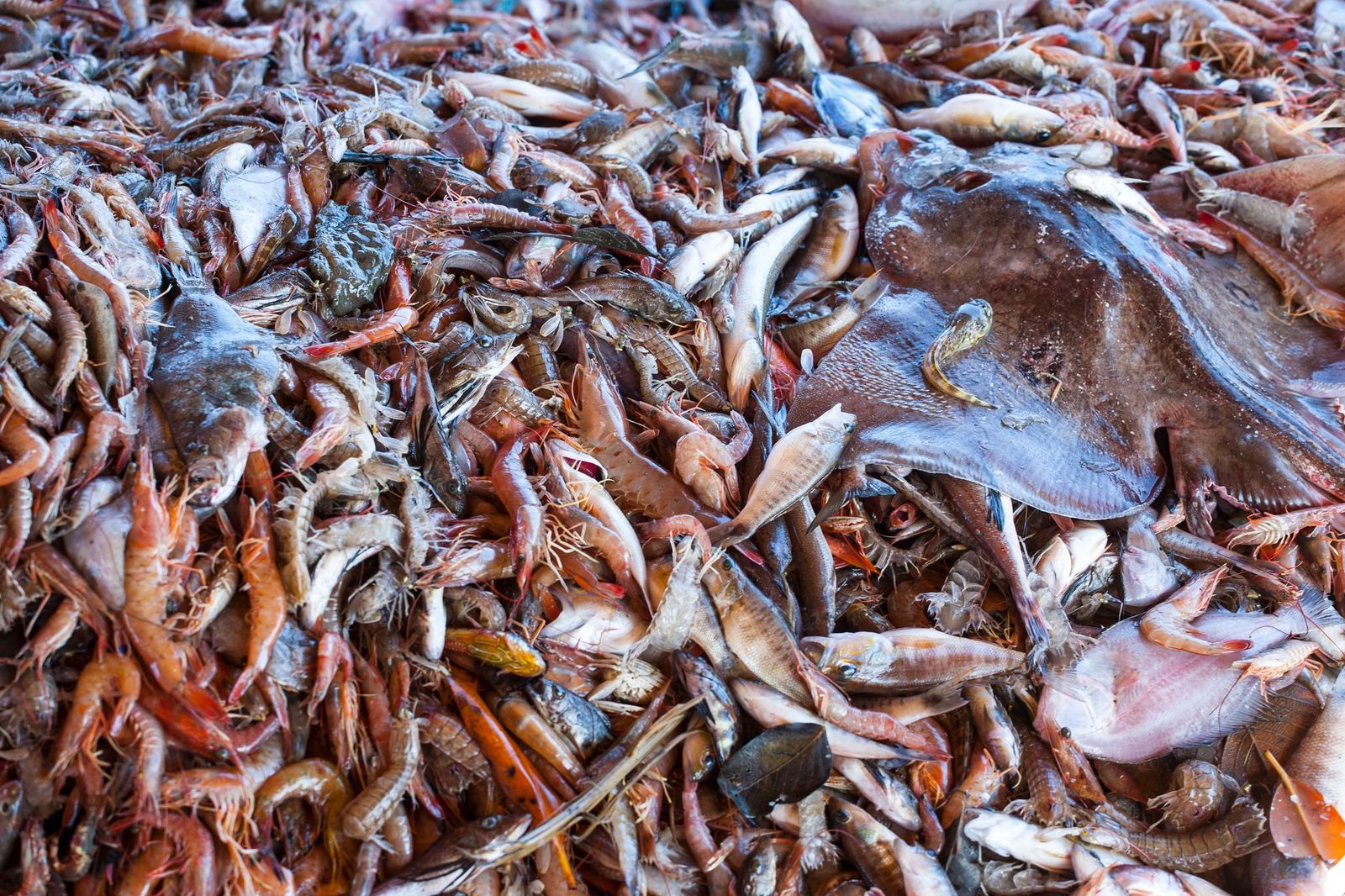 Gobierno y ONG lamentan decisión de diputados de aprobar pesca de arrastre