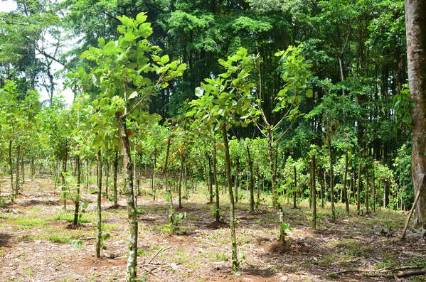 Fonafifo ha recuperado más de un millón de hectáreas en cobertura boscosa desde 1997