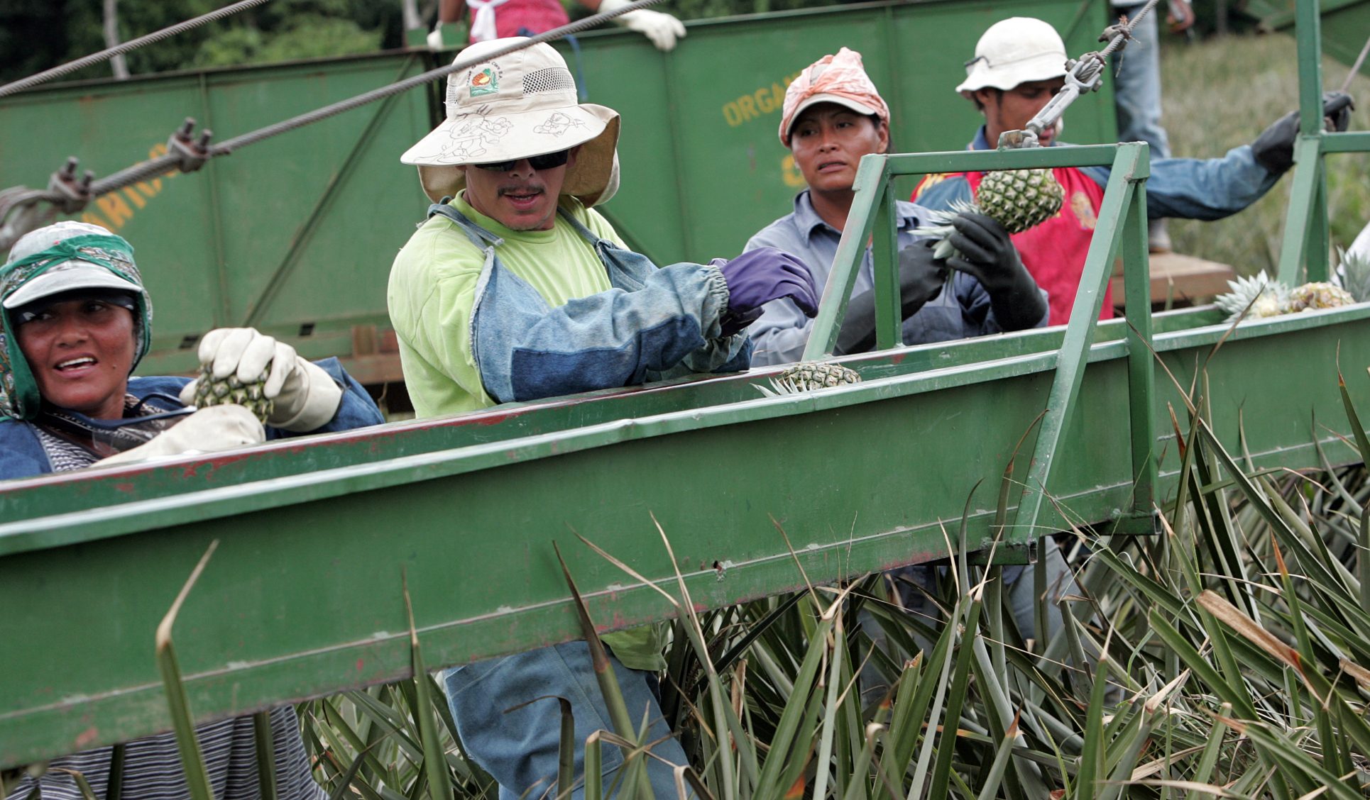 Productores de piña piden iniciar diálogo con urgencia para evitar más daño a productores