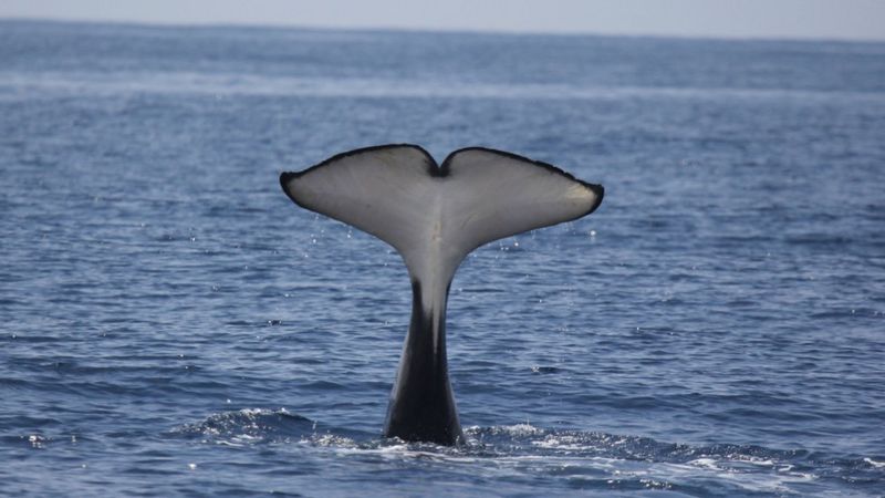 Los extraños ataques de orcas a barcos en el Atlántico que los científicos no logran explicar