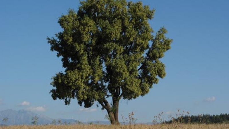 Un árbol mapuche alberga un ingrediente “clave” para combatir la pandemia