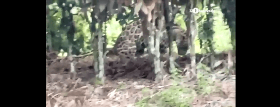 (Video) Jaguar sorprendió a vecinos de Guácimo