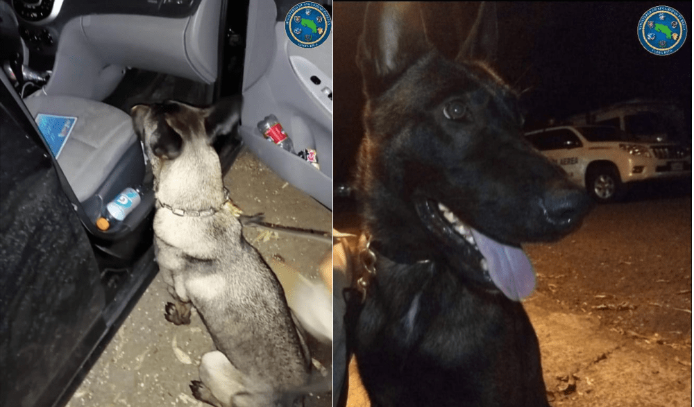 Policía llora a Nova, la agente canina murió este miércoles