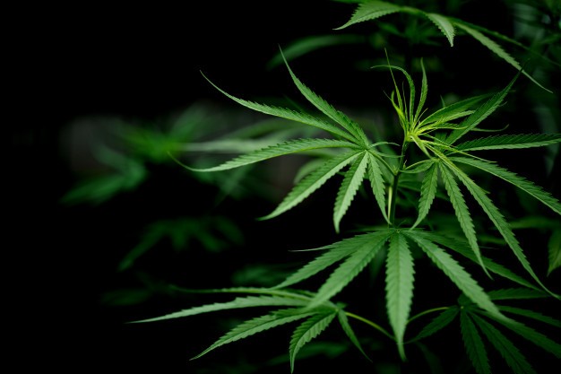 Empresarios piden a presidente Alvarado que no vete ley para legalizar cannabis medicinal
