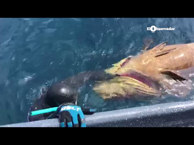 (Video) Pescador atrapa un mero de 115 kilos en aguas frente al centro de Limón