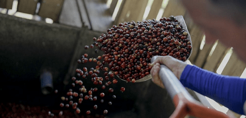 Sector agro señala altos costos en plan para traer trabajadores extranjeros para cosechas