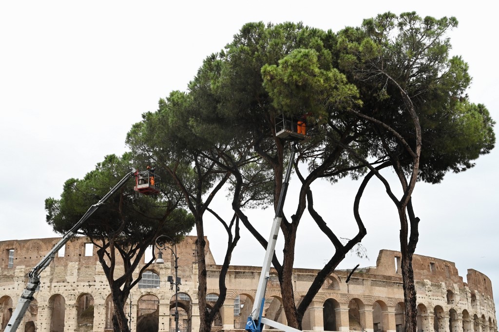 Un insecto americano ataca los legendarios pinos de Roma