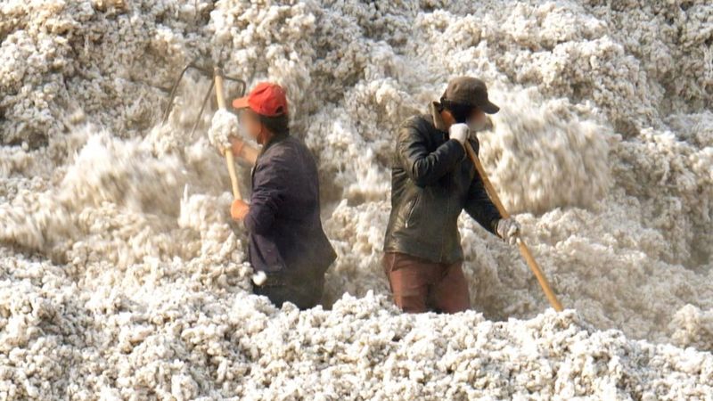 El algodón “manchado” de China: la nueva evidencia de trabajo forzoso en el corazón de la industria global de la moda