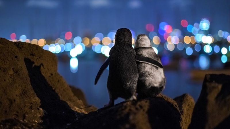 La conmovedora foto de dos pingüinos viudos consolándose