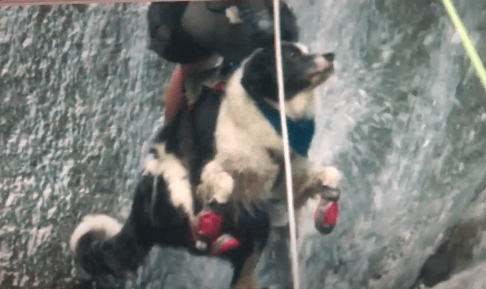 Video | PETA condena imágenes de perros haciendo rapel en Costa Rica