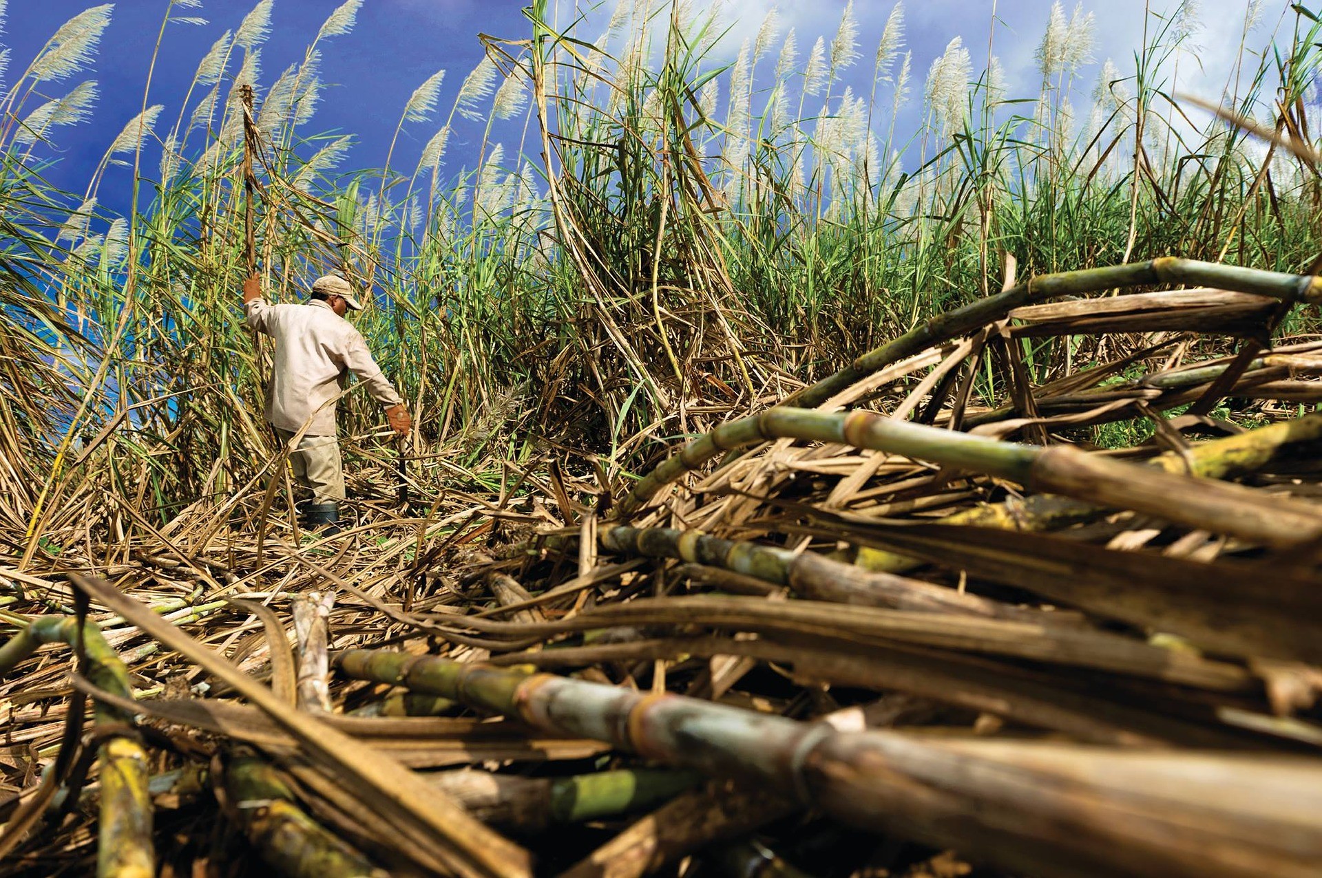 Laica registra 5.000 hectáreas de caña de azúcar afectadas por la hormiga loca
