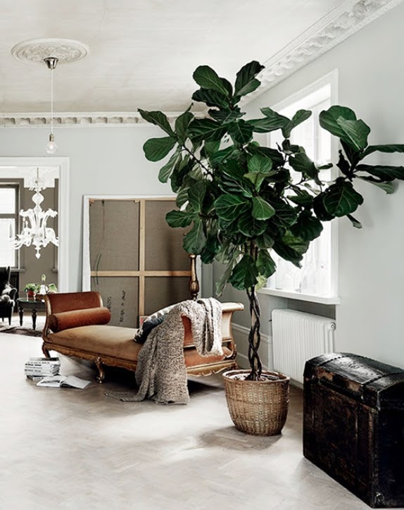 Árboles dentro de casa: anímese con un Ficus