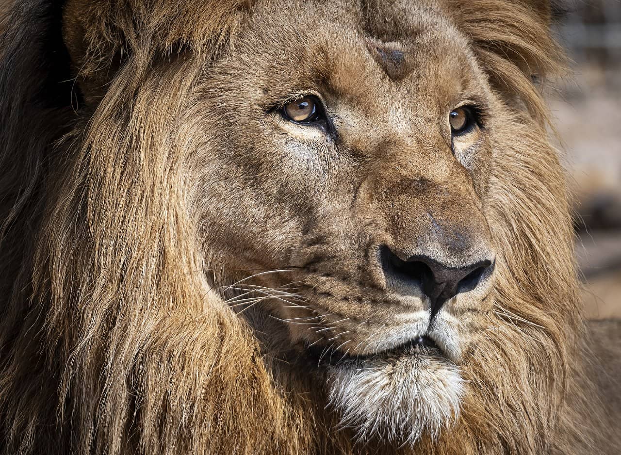 4 leones de zoológico español se recuperaron tras contagiarse de covid-19