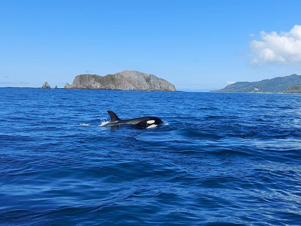 Turistas se sorprendieron al ver a orcas cazando en Mal País