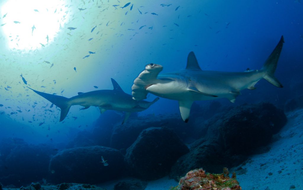 Tiburones martillo siguen esperando nuevo decreto para su protección