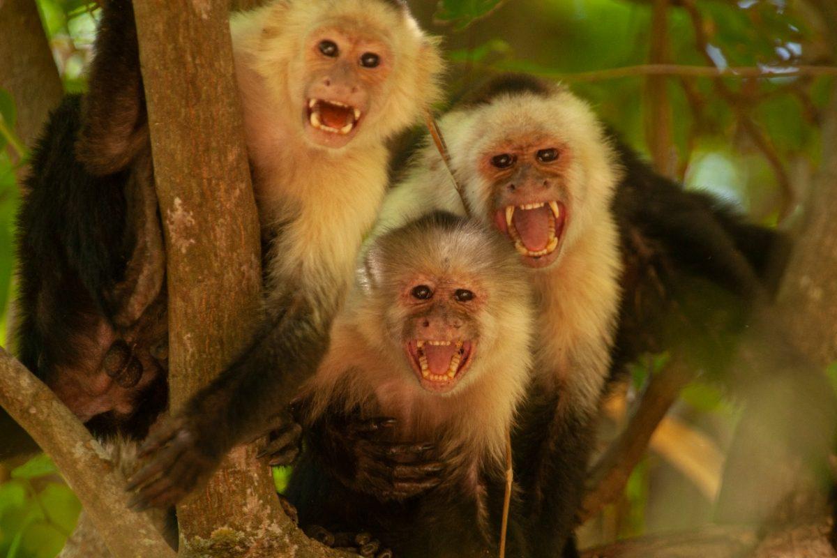 ¿Cuántos monos hay en Costa Rica? Proyecto intenta contarlos y atender amenazas