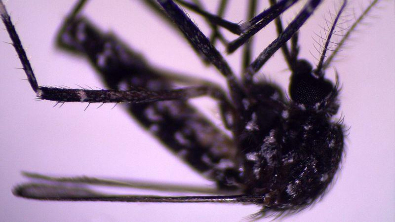 Costa Rica alerta por nueva variedad de mosquito que ingresó al continente americano