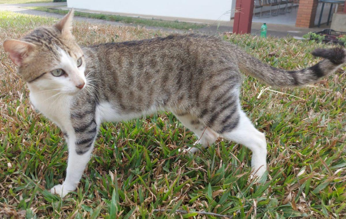 Adopte un gatito y apoye una iniciativa de rescate animal