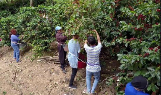 Más de 12.000 recolectores de Nicaragua y Panamá ayudaron en cosecha de café en pandemia