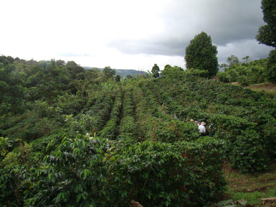 ¿Café para los bosques? Estudio realizado en Costa Rica apunta a beneficios para la reforestación