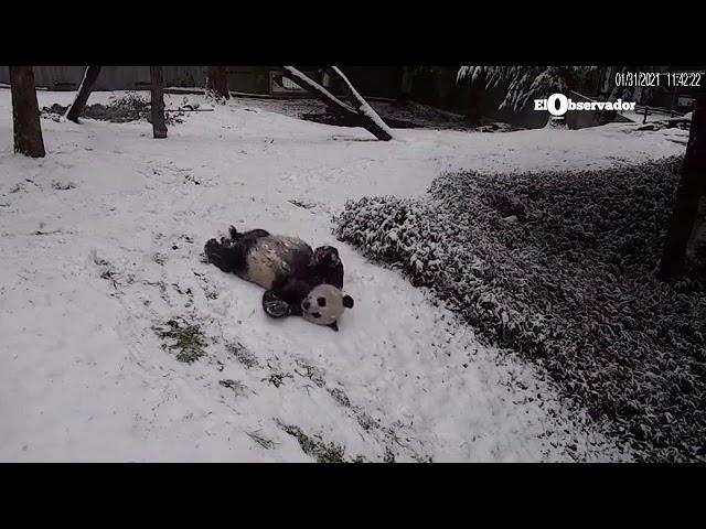 Imagen del panda del zoológico de Washington disfrutando la nieve se vuelve viral
