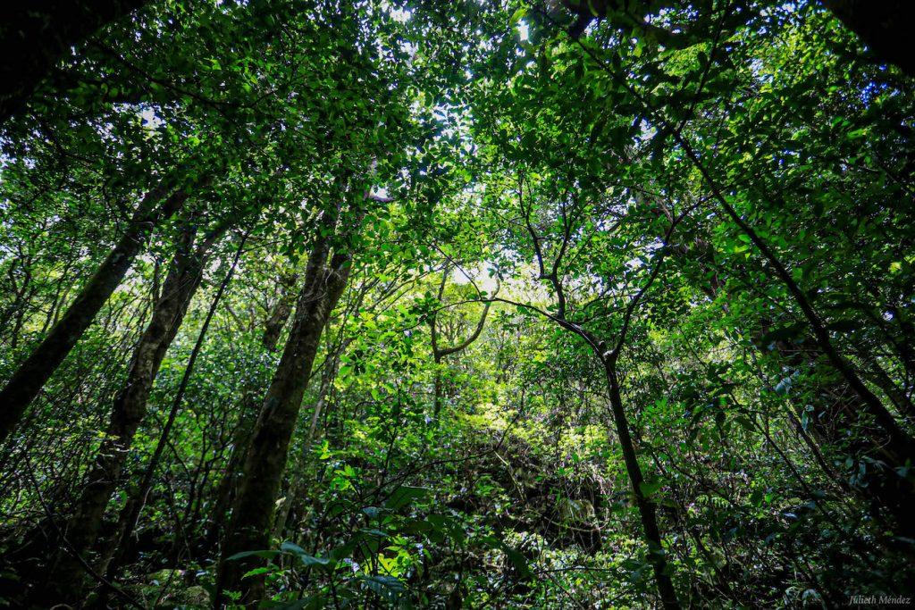 Aporte de bosques ticos a la humanidad se tradujo en reconocimiento de $13,3 millones