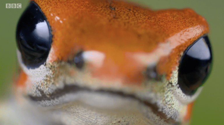 Televidentes de BBC impresionados con pelea de dos ranas venenosas de Costa Rica