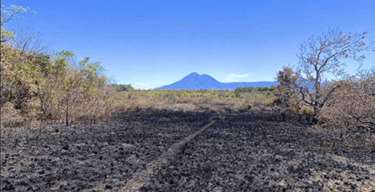 Incendio provocado por cazadores dañó bosque en Guanacaste que llevaba 20 años regenerándose