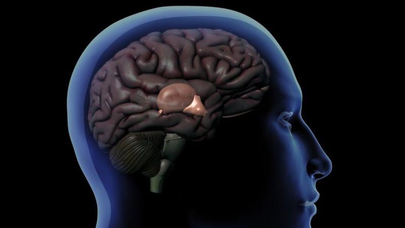 Cómo funciona la glándula pineal, enigmático órgano que regula el sueño