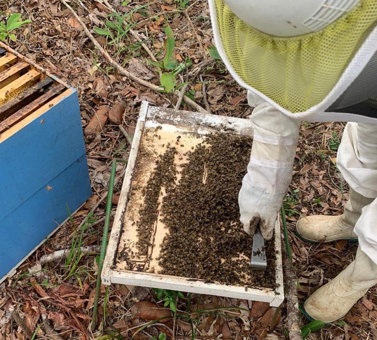 Gran parte de abejas del país morirá a causa de plaguicida, advierte sector