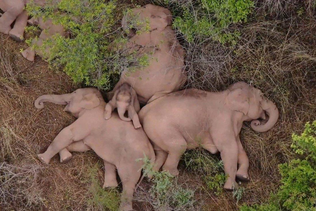 Pesados dormilones: la manada de elefantes que recorre pueblos de China sin rumbo fue captada dándose una siesta