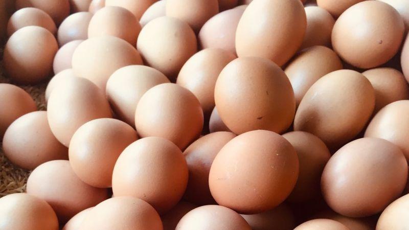 Productores y Gobierno chocan por calidad de huevos comprados para escuelas