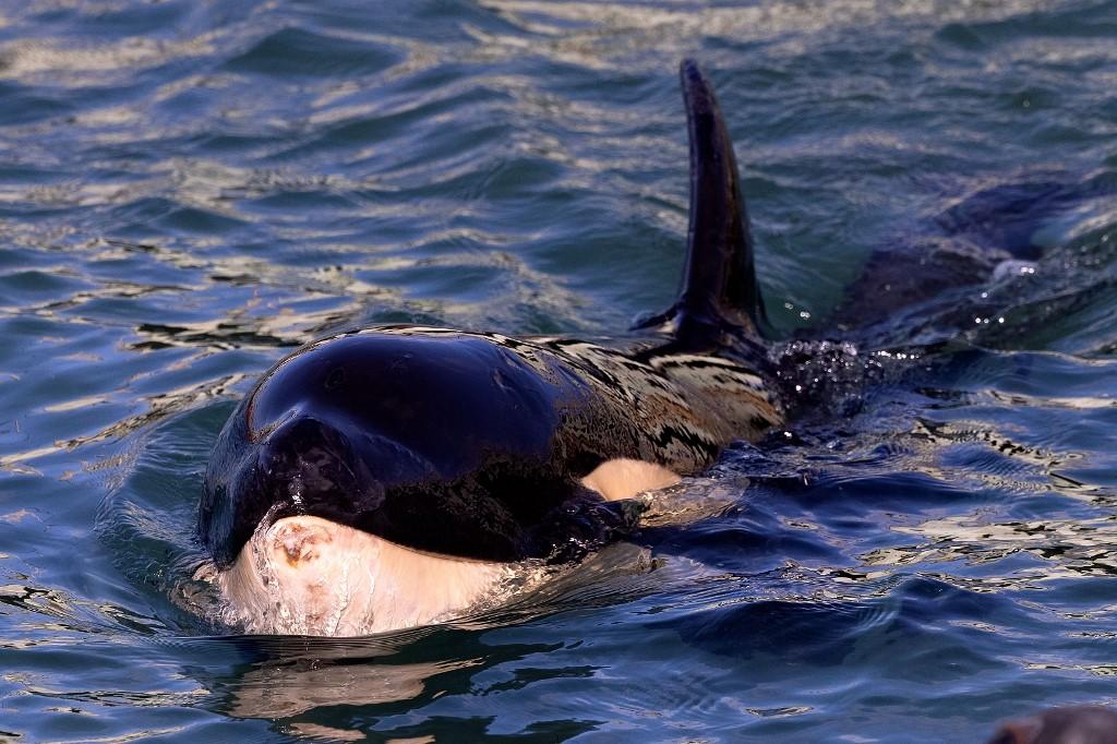 Toa la orca bebé murió en Nueva Zelanda tras no lograr hallar a su mamá