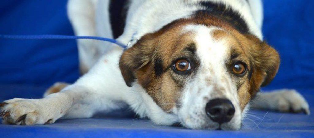 Municipalidad de Montes de Oca estrena sistema para buscar mascotas perdidas