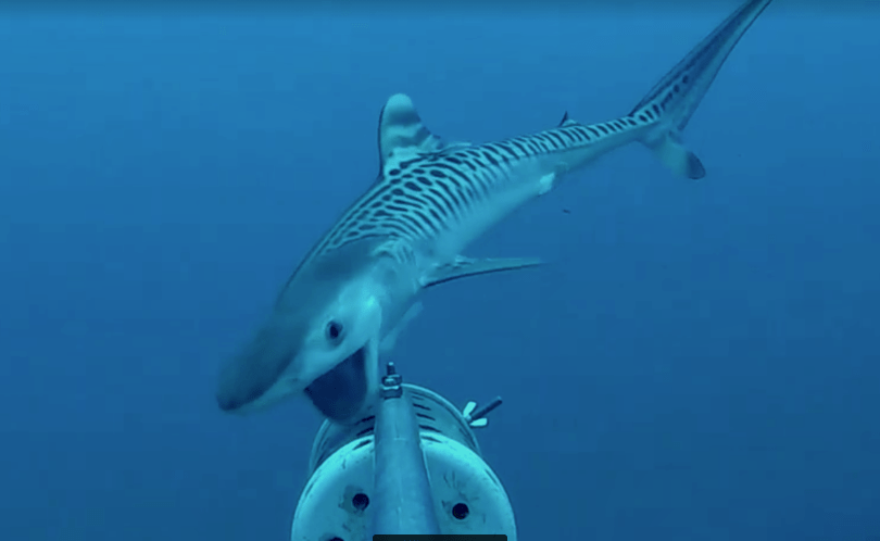 VIDEO| Tiburón tigre bebé es grabado por primera vez en Isla del Coco
